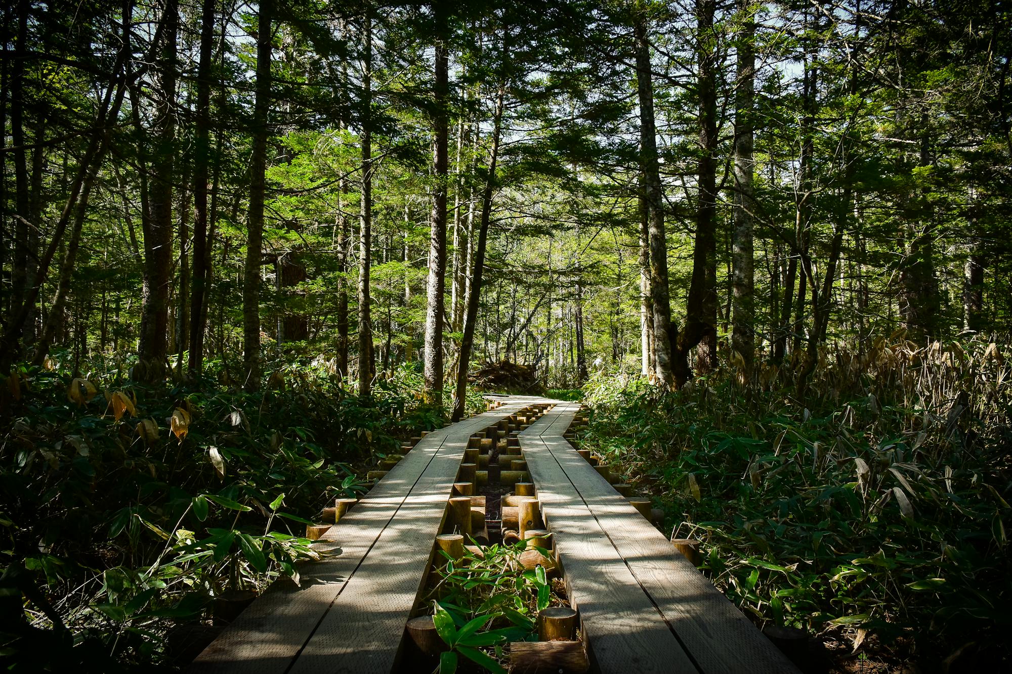 Beautiful green forest