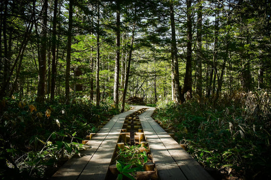 Beautiful green forest